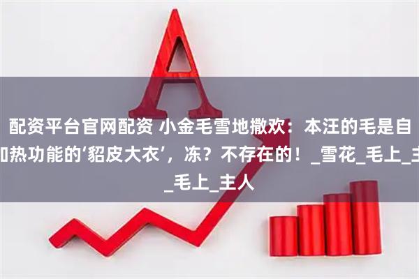 配资平台官网配资 小金毛雪地撒欢：本汪的毛是自带加热功能的‘貂皮大衣’，冻？不存在的！_雪花_毛上_主人
